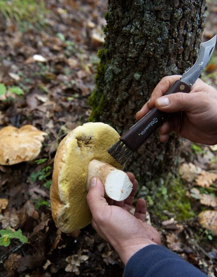 7 Incredible Places for Mushroom Hunting in Greece - Gastronomy Tours kastoria2 1 - Gastronomy Tours